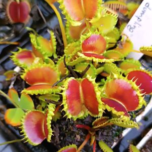 Dionaea muscipula Chinese dumpling9