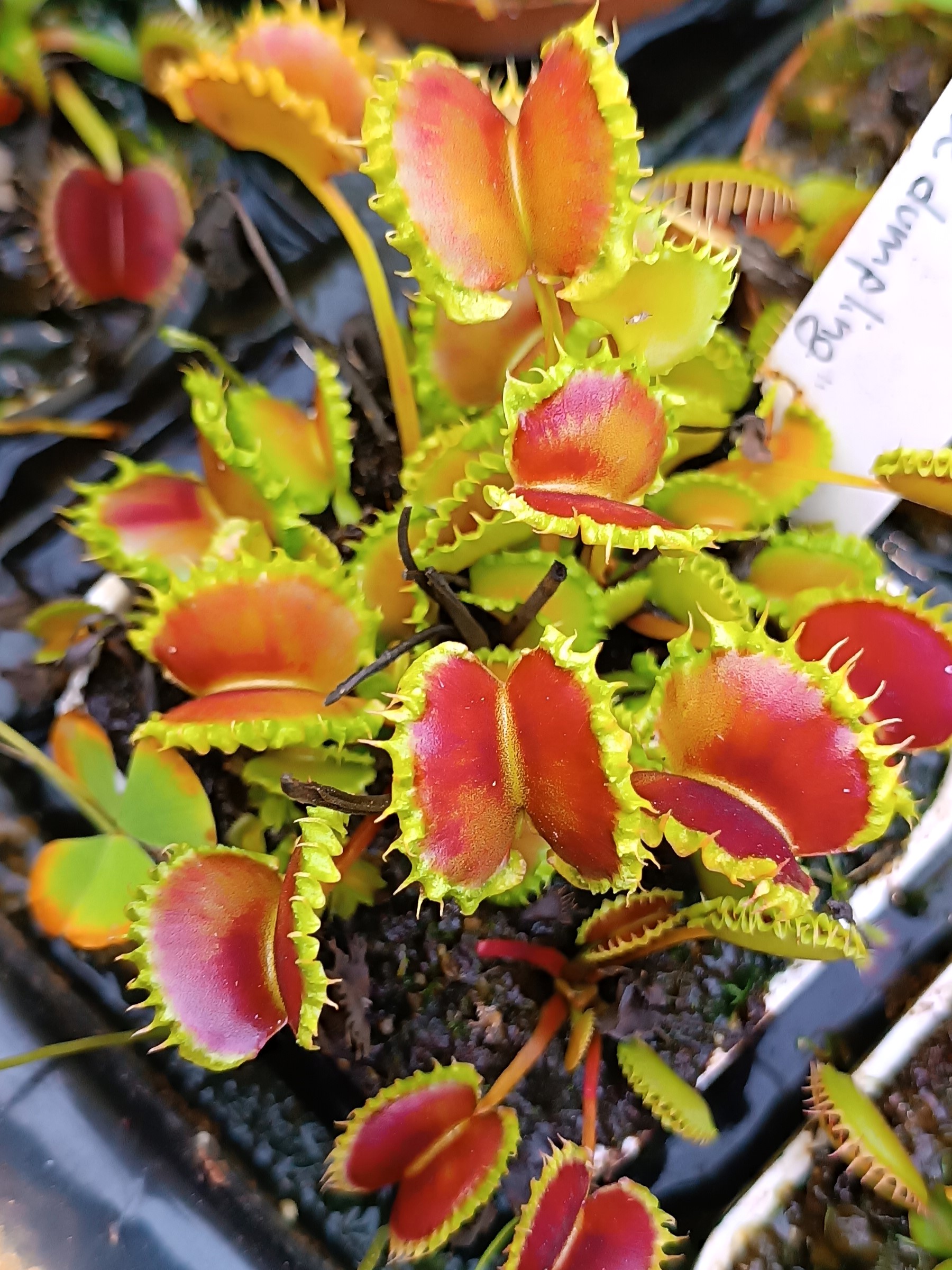 Dionaea muscipula Chinese dumpling9