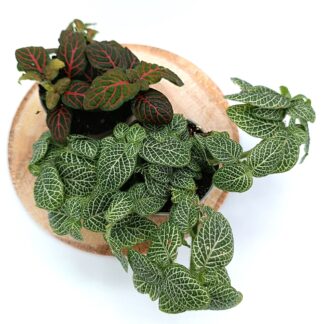 Fittonia verschaffeltii