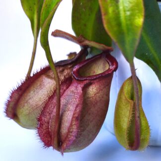 Nepenthes [(mirabilis var. globosa x ampullaria) "black"] x northiana, cl. A
