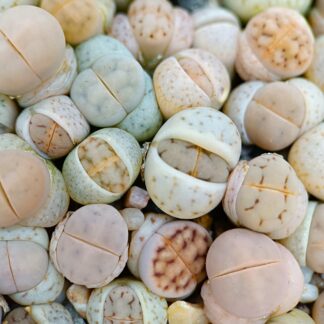 Lithops (Sassi Viventi) mix