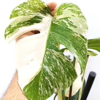 Monstera deliciosa "variegata"
