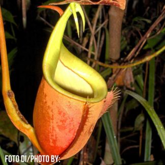 Nepenthes bicalcarata, da seme, esemplari assortiti
