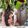 Nepenthes maxima x (tobaica x aristolochioides), da seme, esemplari assortiti