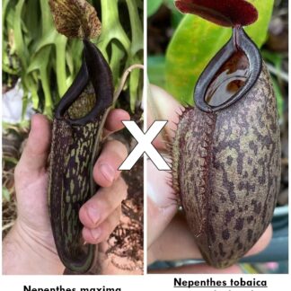 Nepenthes maxima x (tobaica x aristolochioides), da seme, esemplari assortiti