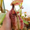 Nepenthes rafflesiana, da seme, esemplari assortiti