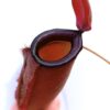 Nepenthes x “dark secret”