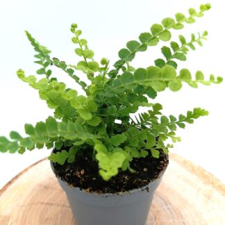 Nephrolepis exaltata 'Duffy' (Felce di Boston)