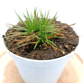 Syngonanthus flavidulus (Blackwater River State Forest, near Crestview, Florida, USA)