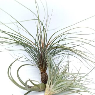 Tillandsia (Pianta d'Aria) mix