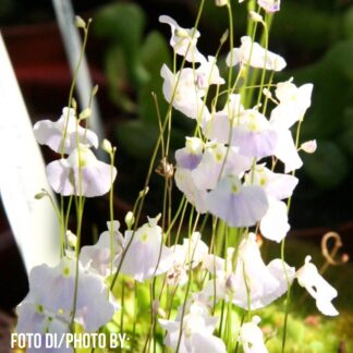 Utricularia livida