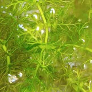 Utricularia vulgaris