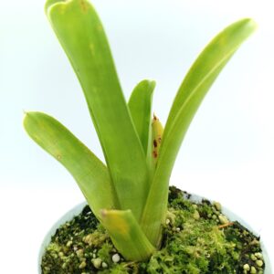 Brocchinia reducta