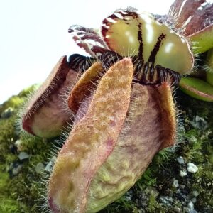 Cephalotus follicularis "giant"