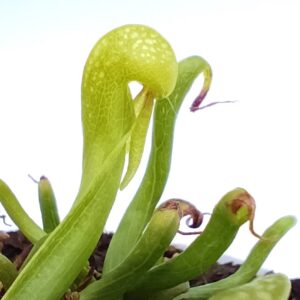 Darlingtonia californica "giant"