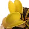 Dionaea muscipula “yellow microdent”