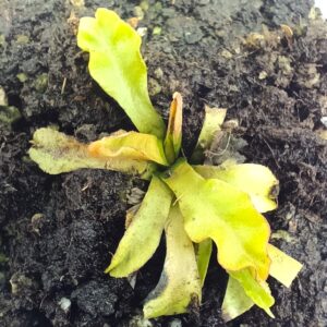 Dionaea muscipula "GJ Aphrodite"