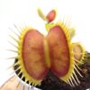 Dionaea muscipula “GJ Goliath”