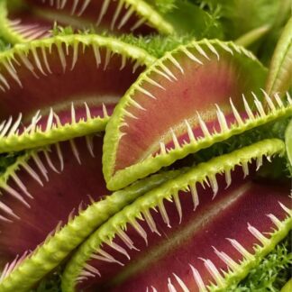 Dionaea muscipula "GJ hellcat"