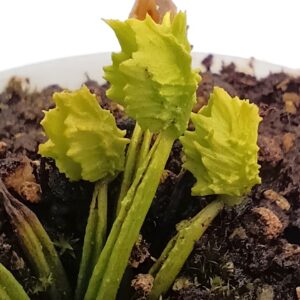 Dionaea muscipula "ViC Krabby Patty"