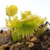 Dionaea muscipula “ViC fauchard”