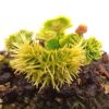 Dionaea muscipula “ViC punk”