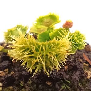 Dionaea muscipula "ViC punk"