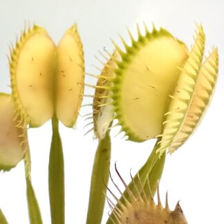 Dionaea muscipula "ghost"