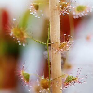 Drosera macrantha, tubero