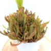 Heliamphora (hybrid)