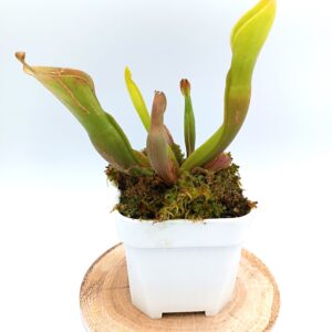 Heliamphora nutans "giant form" (Mericlone)