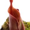 Heliamphora sarracenioides x minor “burgundy black”