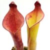 Heliamphora spec. nov. Angasima