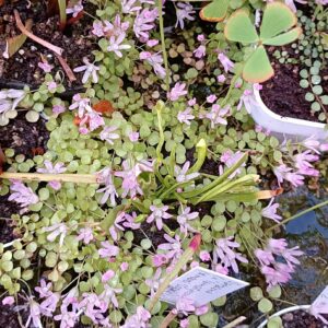 Lysimachia tenella