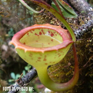 Nepenthes jamban