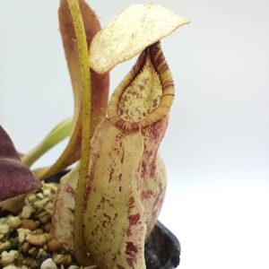 Nepenthes rafflesiana "giant"