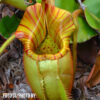 Nepenthes veitchii