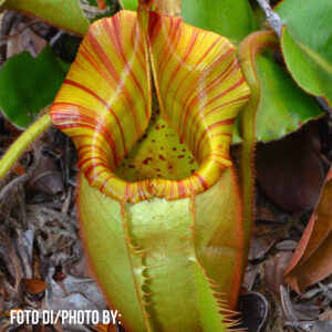 Nepenthes veitchii (Bario)