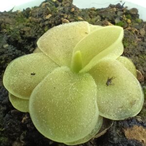 Pinguicula gigantea x cf. esseriana (Yucca Do 1713), da seme, esemplari assortiti