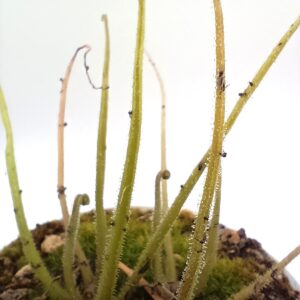 Pinguicula heterophylla (large clone, M. Maier)