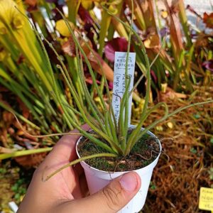 Pinguicula heterophylla (large clone, M. Maier)