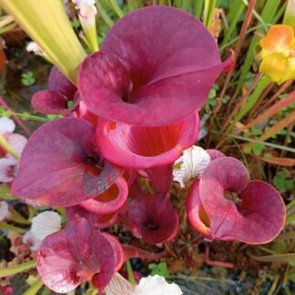 Sarracenia flava var. atropurpurea (F27c MK, Black Water River State Forest, Florida)