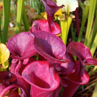 Sarracenia flava var. atropurpurea "small lid" (FL105 RVL)