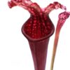 Sarracenia leucophylla [“hot pink selections 1” (L48a MK) x red (L38c MSr)], da seme, esemplari assortiti