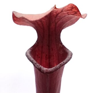 Sarracenia (rubra subsp. gulfensis x oreophila) x flava var. rubricorpora, da seme, esemplari assortiti