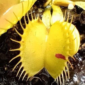 Dionaea muscipula "patches"