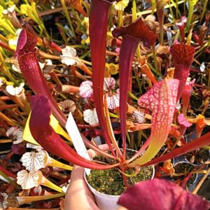 Sarracenia (x courtii) x leucophylla "burgundy" (L57 MK), da seme, esemplari assortiti