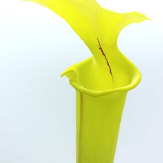 Sarracenia flava var. rugelii ["giant lid" (AA) x self], da seme, esemplari assortiti