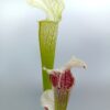 Sarracenia leucophylla ‘Schnell’s Ghost’ (“Pantera Rosa” x self), da seme, esemplari assortiti