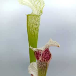 Sarracenia leucophylla 'Schnell's Ghost' ("Pantera Rosa" x self), da seme, esemplari assortiti